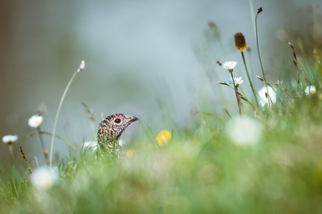 A bird peeks out from flowers in a field.